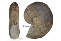Bullatimorphites hannoveranus